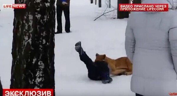 H σοκαριστική στιγμή που ένα μικρό λιοντάρι επιτίθεται σε παιδί σε παρκο στη Ρωσία