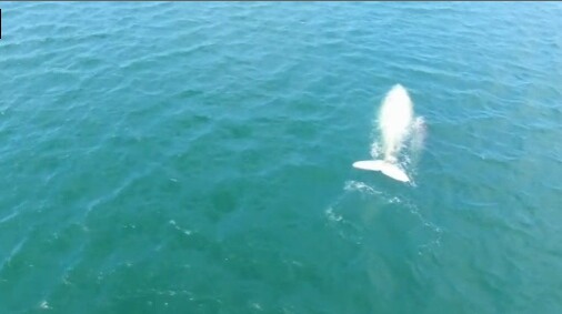 Επιστήμονες κατέγραψαν σε video φάλαινα αλμπίνο με το μικρό της