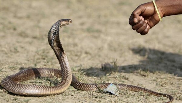 Φίδια τσίμπησαν 15 αγρότες στην Ινδία - 2 νεκροί
