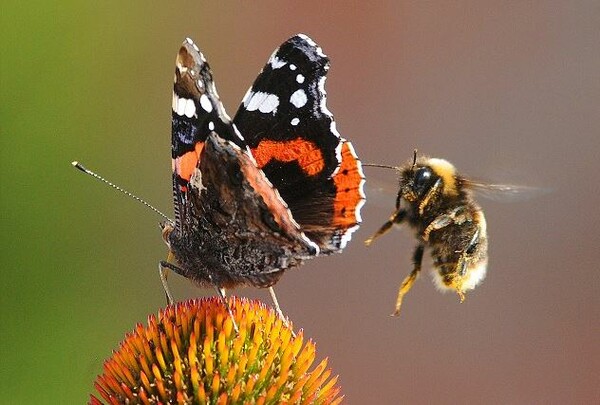 Οι μέλισσες και οι πεταλούδες προκαλούν παγκόσμια ανησυχία για κατάρρευση του πλανήτη
