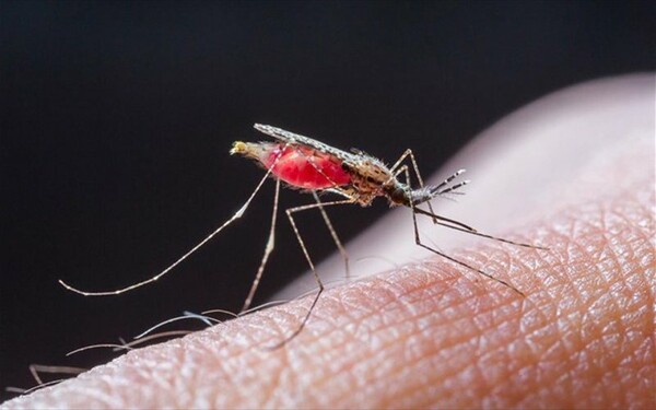Ένα καινοτόμο πρόγραμμα για τα κουνούπια-τίγρεις μόλις ξεκίνησε στην Αθήνα