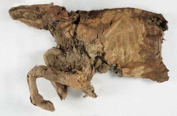 Δύο μουμιοποιημένα ζώα ηλικίας 50.000 χρόνων ανακαλύφθηκαν στον Καναδά (ΦΩΤΟΓΡΑΦΙΕΣ)