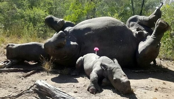 Μικρός ρινόκερος έμεινε για ώρες τραυματισμένος δίπλα στη νεκρή μητέρα του - Την είχαν σκοτώσει κυνηγοί