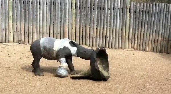 Μικρός ρινόκερος έμεινε για ώρες τραυματισμένος δίπλα στη νεκρή μητέρα του - Την είχαν σκοτώσει κυνηγοί