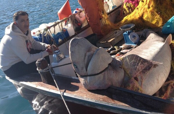 Kαρχαρίας 2,5 μέτρων αλιεύθηκε σήμερα στην Ύδρα
