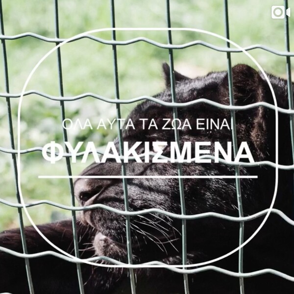 Δείτε το μήνυμα στο instagram της lifomag για την απελευθέρωση των φυλακισμένων ζώων