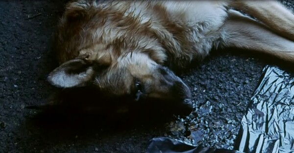 Κτηνωδία στη Λάρισα – Πάνω από 40 σκυλιά νεκρά μέσα σε 20 μέρες στο Δήμο Αγιάς