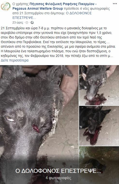 Μανιακός σκοτώνει σκύλους στη Ραφήνα - Τουλάχιστον δεκαπέντε ζώα νεκρά από σφαίρα στο κεφάλι