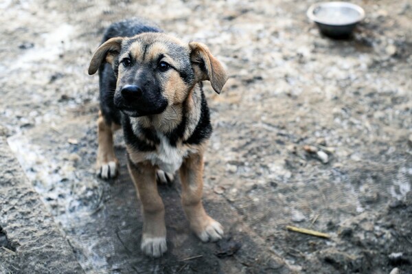 Μανιακός σκοτώνει σκύλους στη Ραφήνα - Τουλάχιστον δεκαπέντε ζώα νεκρά από σφαίρα στο κεφάλι