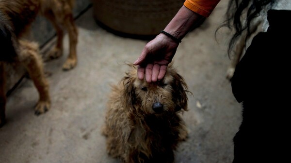 Οι σκύλοι δεν έχουν θέση στην πεινασμένη Βενεζουέλα - Δραματικές ιστορίες και στοιχεία
