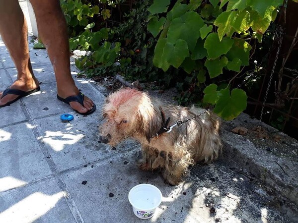 Χειροπέδες και πρόστιμο 30.000 ευρώ σε 62χρονο που περιέλουσε σκυλάκι με πετρέλαιο στην Κέρκυρα