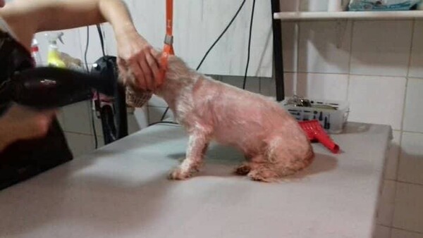 Χειροπέδες και πρόστιμο 30.000 ευρώ σε 62χρονο που περιέλουσε σκυλάκι με πετρέλαιο στην Κέρκυρα