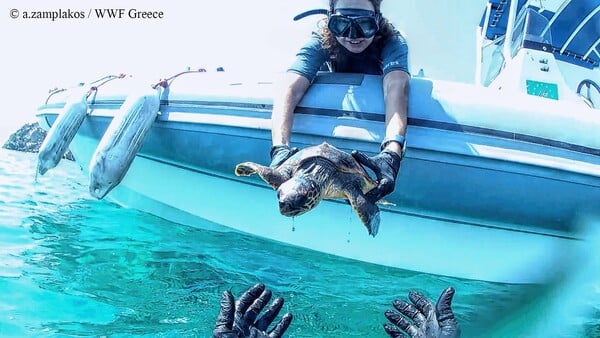 Τραυματισμένη θαλάσσια χελώνα διασώζεται από εθελοντές (ΦΩΤΟΓΡΑΦΙΕΣ)