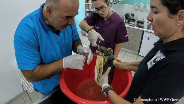 Τραυματισμένη θαλάσσια χελώνα διασώζεται από εθελοντές (ΦΩΤΟΓΡΑΦΙΕΣ)