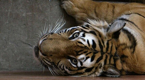Τίγρεις πεθαίνουν από την πείνα για να γίνουν τα κόκαλα τους συστατικό σε αφροδισιακό κρασί