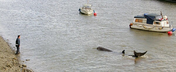Σαν σήμερα το 2006, μία νεαρή φάλαινα εθεάθη να κολυμπάει στα νερά του Τάμεση.