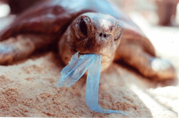 Ένα μόνο κομμάτι πλαστικό αρκεί για να σκοτώσει μια θαλάσσια χελώνα