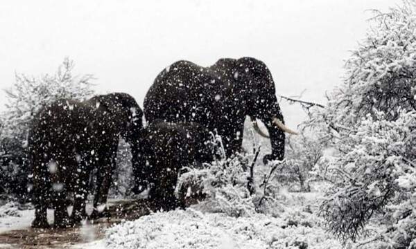 Στα λευκά η Ν. Αφρική - Μοναδικές εικόνες με ελέφαντες και καμηλοπαρδάλεις στο χιόνι