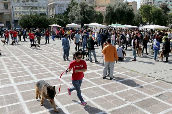 Οι Αθηναίοι αγκάλιασαν και πήραν σπίτι τους κακοποιημένους και εγκαταλελειμμένους σκύλους