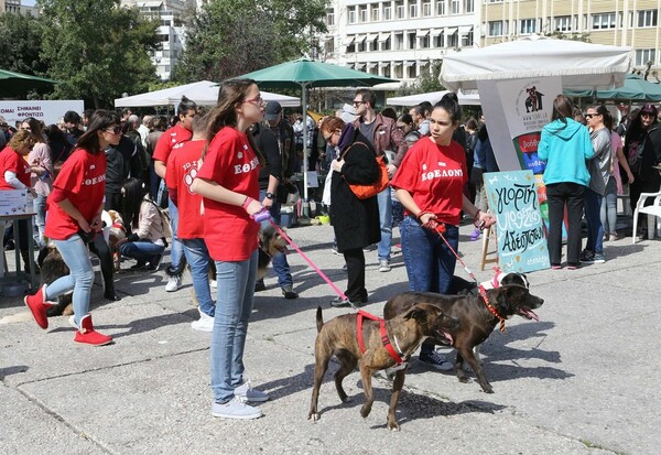 Οι Αθηναίοι αγκάλιασαν και πήραν σπίτι τους κακοποιημένους και εγκαταλελειμμένους σκύλους