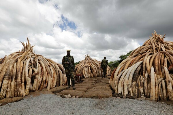 Η Κένυα θα κάψει δεκάδες τόνους ελεφαντοστού για να καταπολεμήσει τη λαθροθηρία