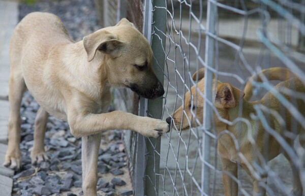 Η κακοποίηση ζώων συνδέεται με την κακοποίηση ανθρώπων- Το προφίλ των ατόμων που βασανίζουν ζώα