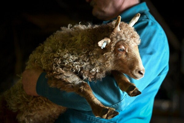 Πώς η επαφή με τα πρόβατα μπορεί να ευνοήσει τη σκλήρυνση κατά πλάκας
