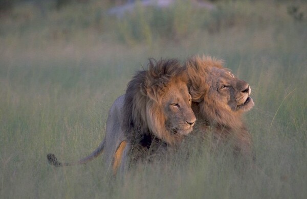 Τελικά δεν είναι δύο ερωτευμένα αρσενικά λιοντάρια;- Η θεωρία του National Geographic και οι ασυνήθιστες λέαινες με τη χαίτη