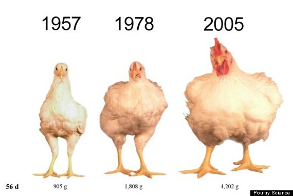Πώς μεγάλωσαν έτσι τα κοτόπουλα;