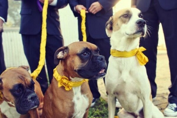 Γιατί οι Θεσσαλονικείς βάζουν κίτρινες κορδέλες στους σκύλους τους;