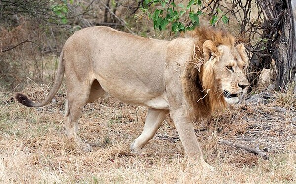 Τελικά δεν είναι δύο ερωτευμένα αρσενικά λιοντάρια;- Η θεωρία του National Geographic και οι ασυνήθιστες λέαινες με τη χαίτη
