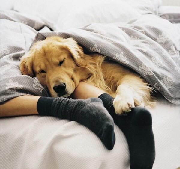 Στους περισσότερους ιδιοκτήτες αρέσει να κοιμούνται με το σκύλο ή τη γάτα στο κρεβάτι τους