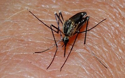 Οι επιστήμονες βρίσκονται κοντά στη θεραπεία της ελονοσίας