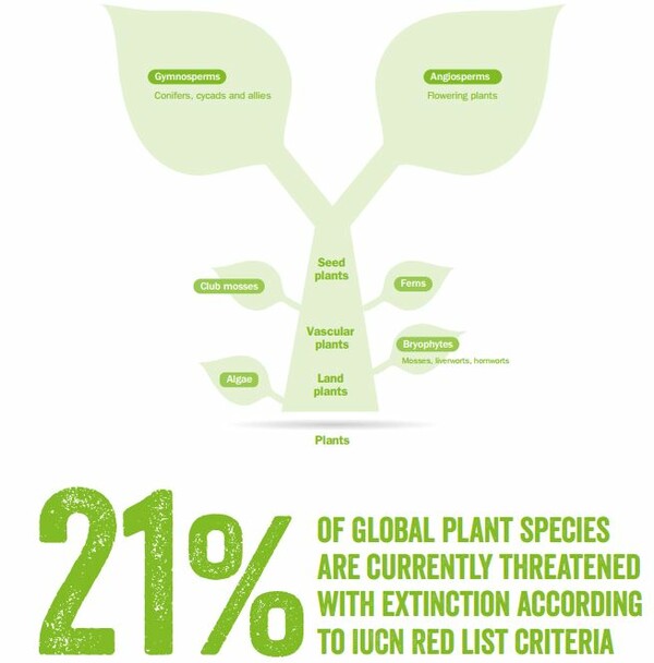 Οικολογικός συναγερμός- Τουλάχιστον ένα στα πέντε είδη φυτών κινδυνεύει με εξαφάνιση