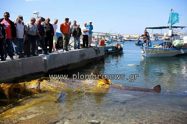 Καρχαρίας 7,5 μέτρων πιάστηκε στη Λέσβο