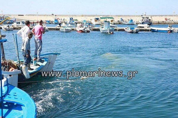 Καρχαρίας 7,5 μέτρων πιάστηκε στη Λέσβο