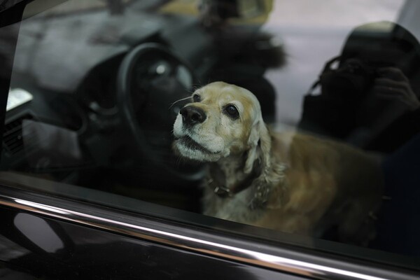 Ο μαρτυρικός θάνατος του σκύλου μέσα σε ένα καυτό αυτοκίνητο