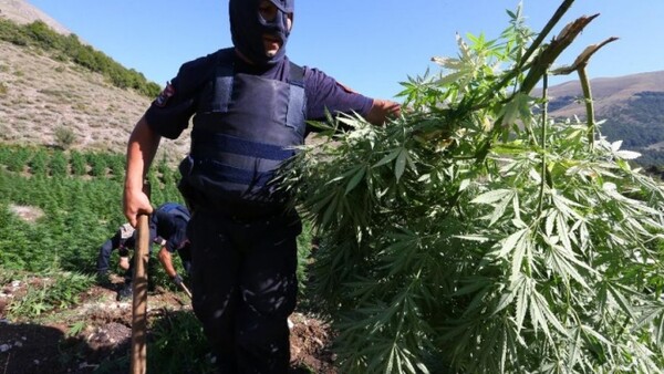 ΟΗΕ: Η Αλβανία μεταξύ των πέντε μεγαλύτερων καλλιεργητών μαριχουάνας στον κόσμο