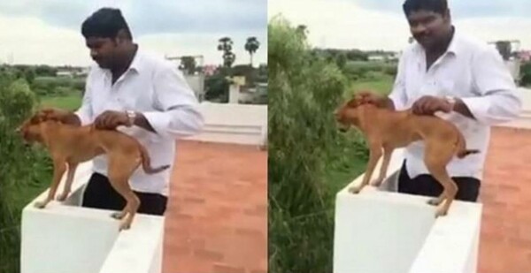 Οργή και "ανθρωποκυνηγητό" μετά από σοκαριστικό βίντεο με άντρα που πετά ένα κουτάβι από οροφή κτιρίου στην Ινδία