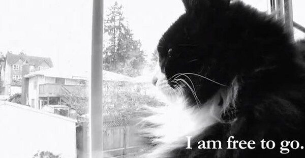 Αυτό είναι το καλύτερο βίντεο με γάτες στο ίντερνετ