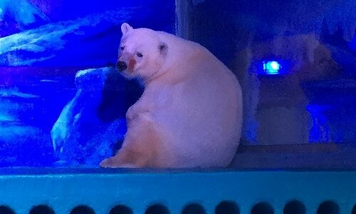 Aντιδράσεις για την "πιο θλιμμένη πολική αρκούδα του κόσμου" που ζει σε κινεζικό ενυδρείο
