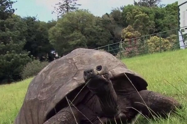 Γνωρίστε τον Τζόναθαν, μια γιγάντια χελώνα 185 ετών..!