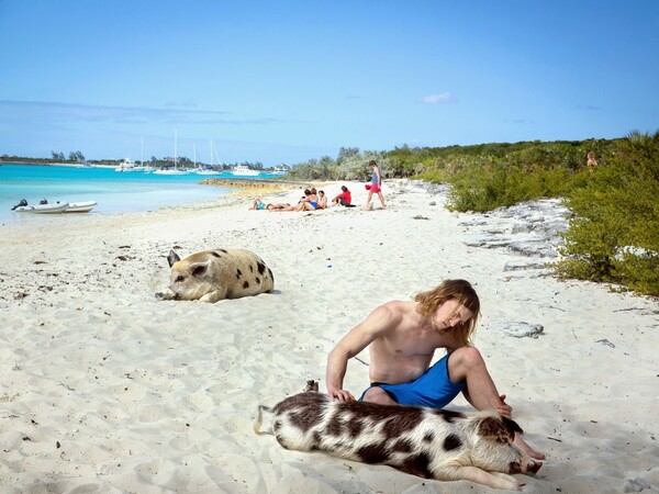 Ένα νησί στις Μπαχάμες όπου κολυμπάς δίπλα σε καθαρά, χαρούμενα γουρούνια