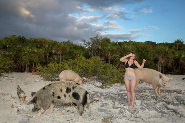 Ένα νησί στις Μπαχάμες όπου κολυμπάς δίπλα σε καθαρά, χαρούμενα γουρούνια