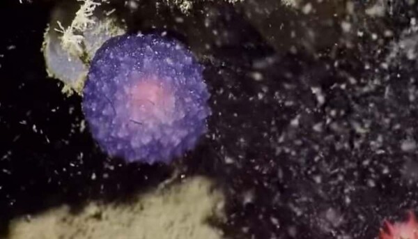 Ένα μυστηριώδες μoβ πλάσμα που βρέθηκε στο βυθό της θάλασσας έχει εξάψει τη φαντασία των επιστημόνων