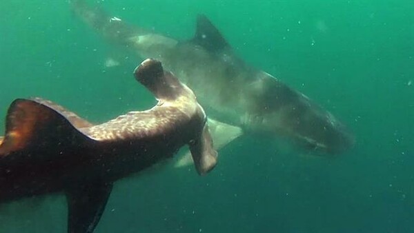 Καρχαρίας εναντίον Καρχαρία - Η σπάνια καταγραφή της επίθεσης ενός Τίγρη σε Σφυροκέφαλο
