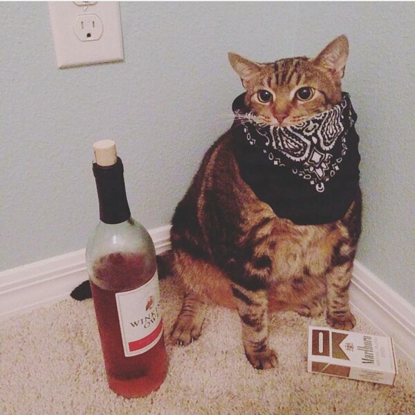 Αll cats are bastards