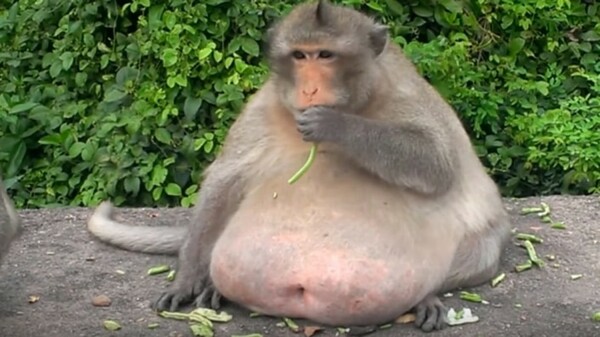 Γνωρίστε τον "Uncle Fat", τον πίθηκο που κινδύνευσε να πεθάνει από το junk food