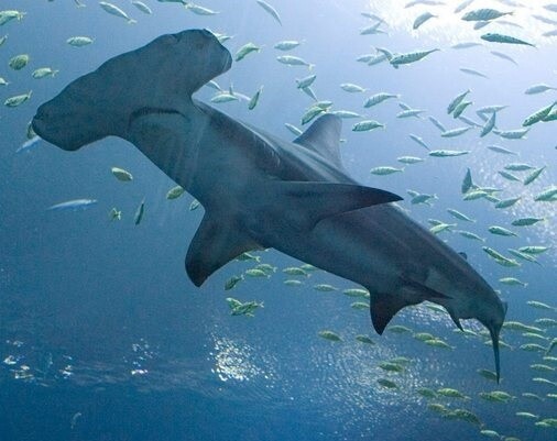 Οι σφυροκέφαλοι καρχαρίες κολυμπούν όπως οι τεμπέληδες κολυμβητές