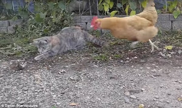 Μια κότα δείχνει σε μια γάτα τι κάνεις με ένα ποντίκι